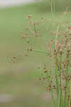 Grass-like fimbry